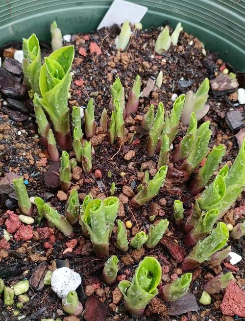 2026年3月19日这天适合种植植物吗？