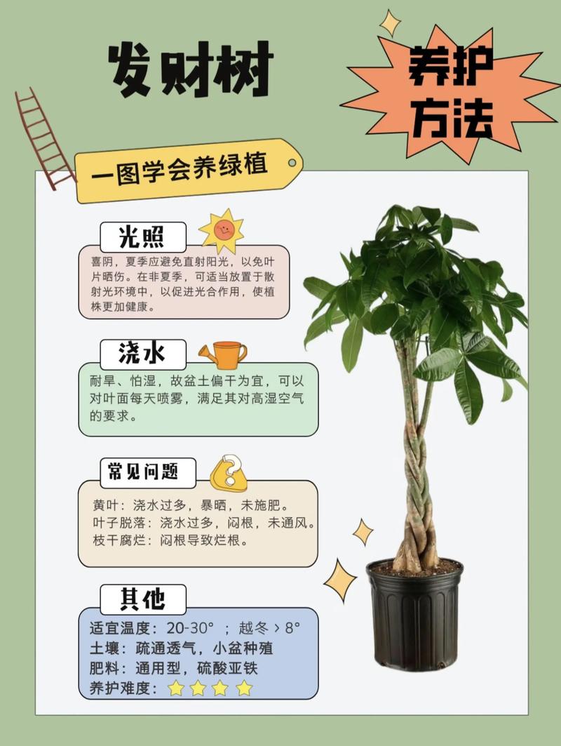 风水植物养护得当嫩使其生长速度加快吗？