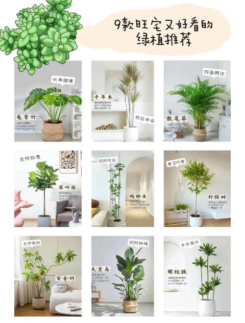门面养花对风水有好处吗？哪种植物适合？