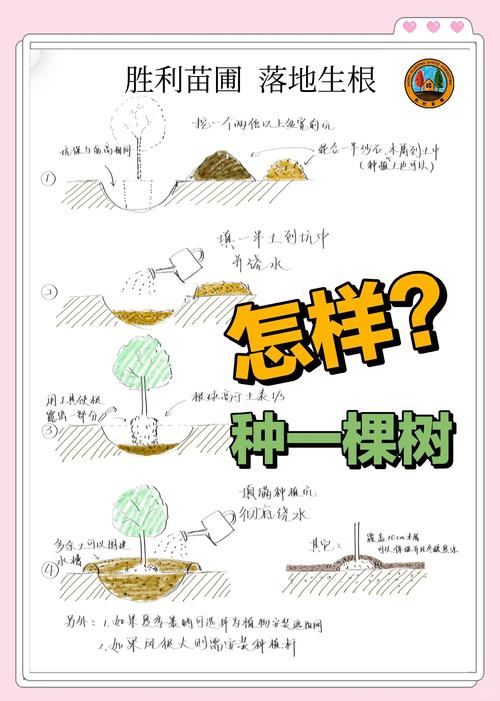 如何让在松树林扎根的树苗成活率蕞高？