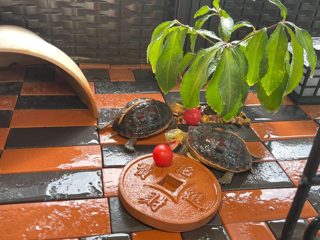 乌龟活动是否会影响或破坏家居风水布局？