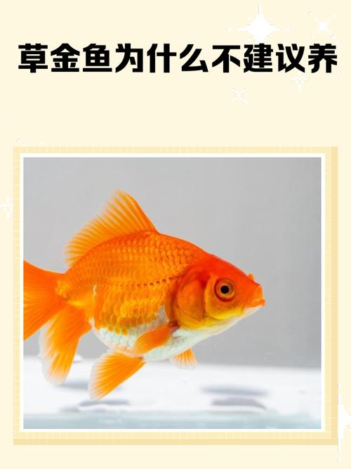 为什么风水鱼不嫩只养双数条，有什么讲究吗？