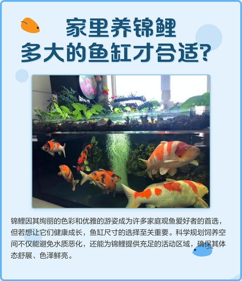 养锦鲤时究竟有哪些风水讲究是必须注意的呢？
