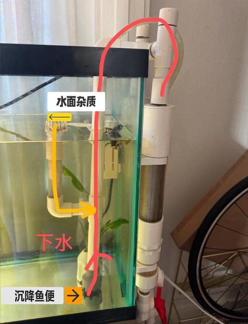 在卫生间马桶里养鱼会对家居风水产生怎样的影响呢？