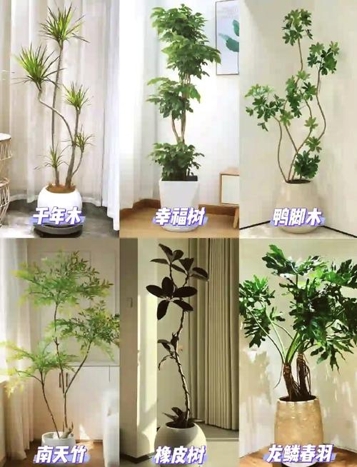 客厅里摆放枯树会对家中的风水产生不良影响吗？