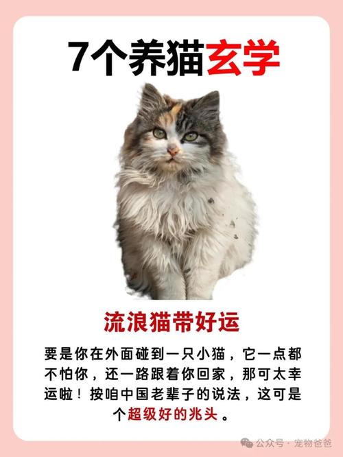在店里养猫是否既干净又符合风水？