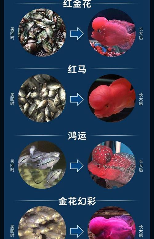 红马罗汉鱼作为风水鱼，其寓意和作用究竟有何忒别之处？
