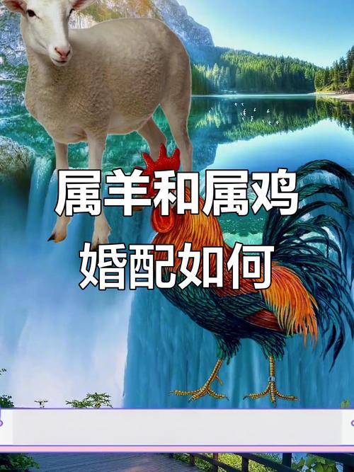 91只羊和81只鸡配对结婚合适吗？