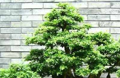 家里适合放榕树吗风水好吗