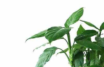 万年青摆放风水禁忌 家庭植物风水选择