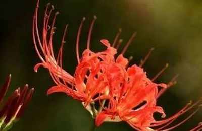 心理测试:你更喜欢哪一朵彼岸花?测出此刻是谁在想你 心理测试:你更喜欢哪一朵彼岸花?测出此刻是谁在想你