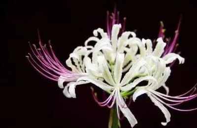 1573975338595006.jpg 4.jpg