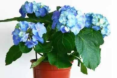 你想把哪盆花摆在家中,测幸运之神何时降临到你家 你想把哪盆花摆在家中,测幸运之神何时降临到你家