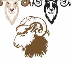 羊和羊相配婚姻如何 在一起合适吗