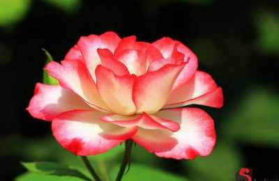 中华传统文化风水的派系实际有哪些