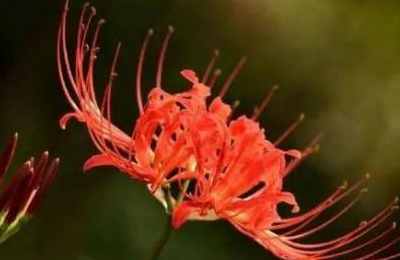 心理测试：你更喜欢哪一朵彼岸花？测出此刻是谁在想你