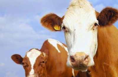 属牛跟属蛇的八字合么(属牛和属蛇的人合不合财)