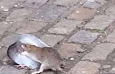 梦见死老鼠发臭