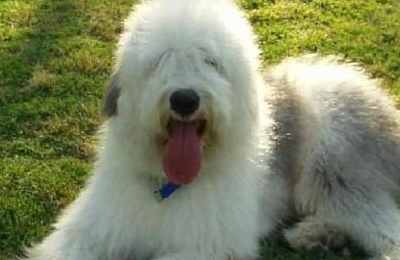梦见古代牧羊犬