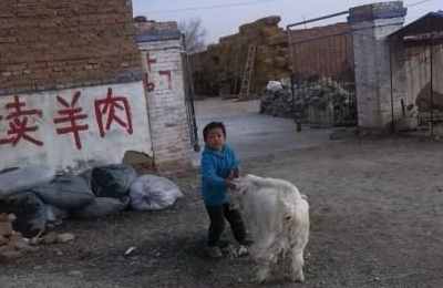 梦见帮别人赶羊