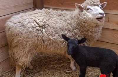 梦见黑羊咬自己