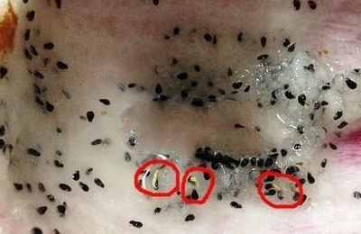 梦见手指头里长蛆