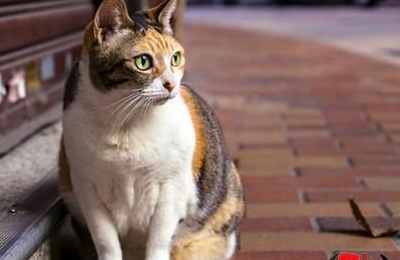 梦见小猫咪