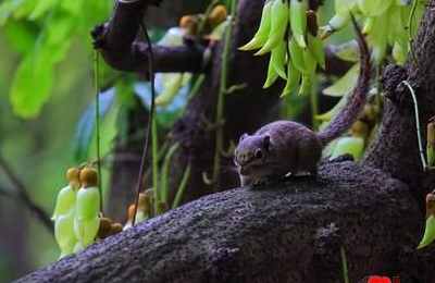 梦见老鼠跑到米里