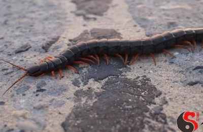 梦见把大蜈蚣砍成4断