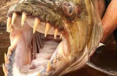 梦见食人鱼吃人
