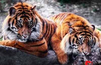 梦见家里进老虎