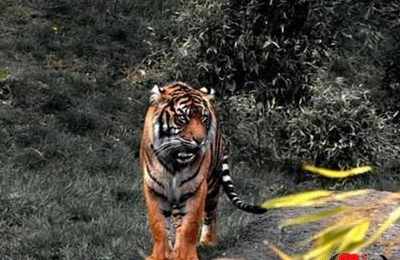 梦见老虎追着我跑