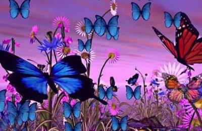 梦见蝴蝶飞舞