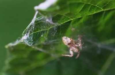 梦见蜘蛛在妈妈的身上爬