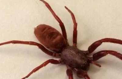 梦见被蜘蛛咬脚