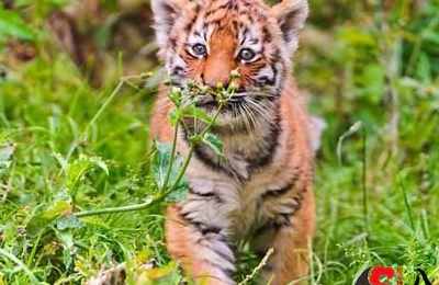 梦见老虎闯进自己家