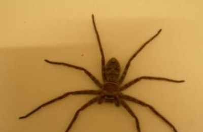 梦见自己手被蜘蛛咬了