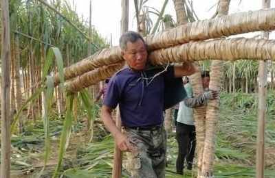 梦见绳子捆绑甘蔗