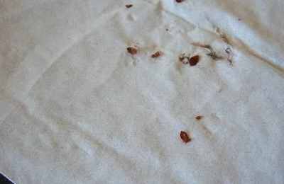 梦见床垫上有虫子