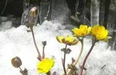 梦见坟墓顶上开花