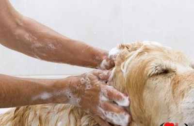 梦见在家里洗澡