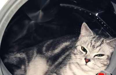 梦见开车撞死猫