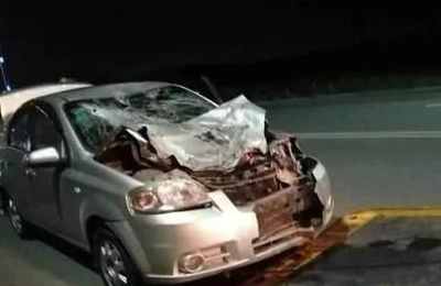 梦见开车撞到牛