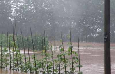 梦见菜园发大水