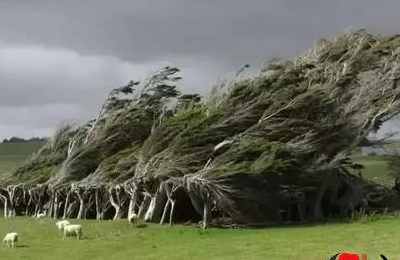 梦见大风吹大树