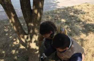 梦见给大树浇水