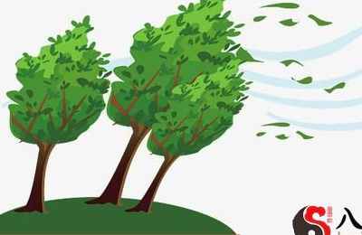 梦见风吹倒大树