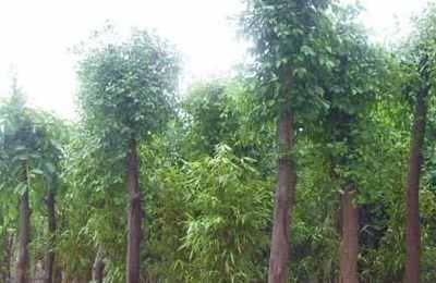 梦见大树旁边长小树苗