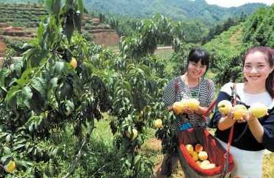 梦见在院子里摘水果